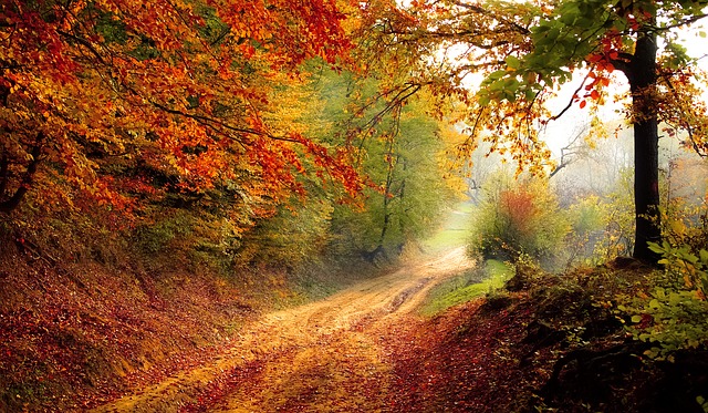 cesta na podzim